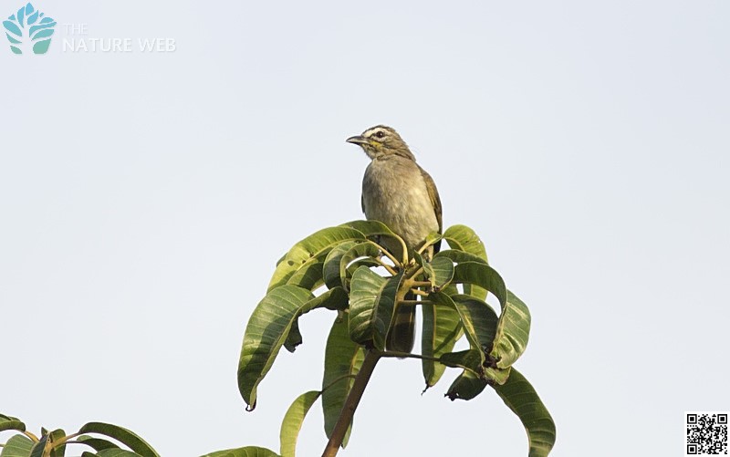 White-browed Bulbul